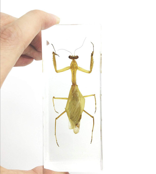 Praying Mantis(mantis)(rearhorse) Paperweight Specimen Science Education Specimens(4.4x1.6x1.1')