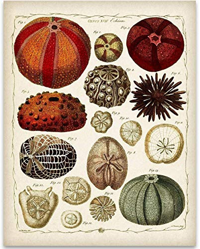 Ernst Haeckel Sea Urchins Illustrations - 11x14 Unframed Art Print - Great Beach House Decor Under $15