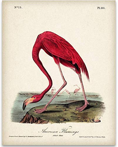 American Flamingo Illustration - 11x14 Unframed Art Print - Great Wall Decor Under $15