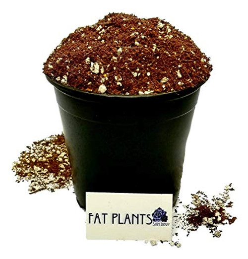 Fat Plants San Diego Premium Organic Cacti and Succulent Soil Fat Plants San Diego Premium Organic Cacti and Succulent Soil