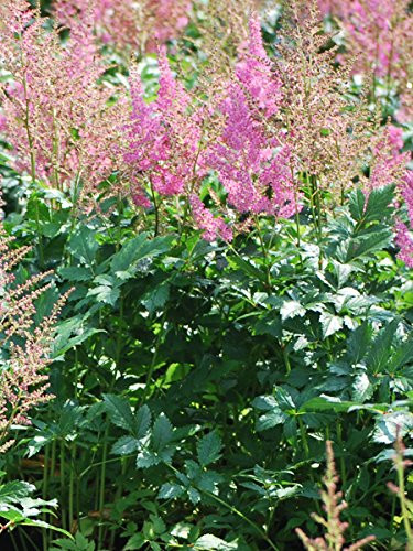 Perennial Farm Marketplace Astilbe j. 'Rheinland' ((False Spirea) Perennial, Size-#1 Container, Bright Pink