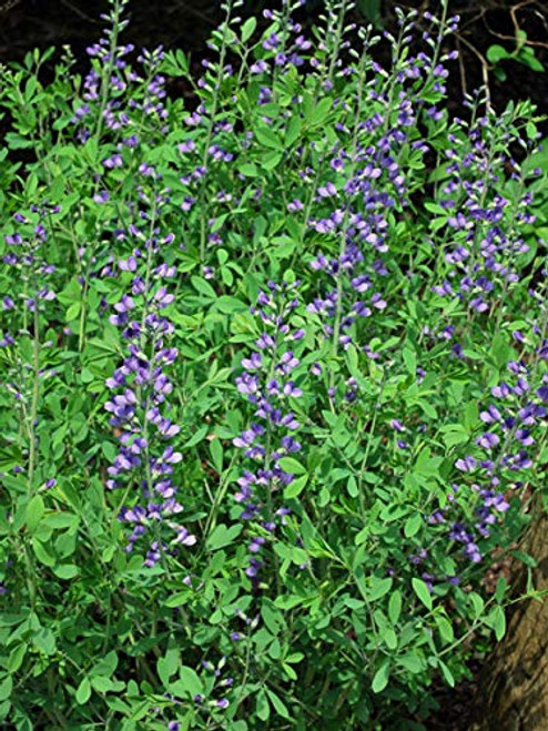Perennial Farm Marketplace Baptisia Australis ((False Indigo) Perennial, Size-#1 Container, Intense Blue Flowers Perennial Farm Marketplace Baptisia Australis ((False Indigo) Perennial, Size-#1 Container, Intense Blue Flowers