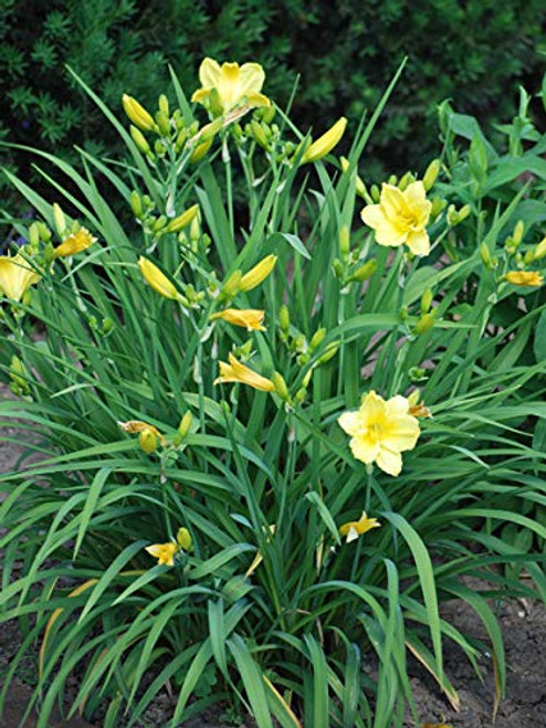 Perennial Farm Marketplace Hemerocallis 'Happy Returns' ((Daylily) Perennial, Size-#1 Container', Lemon Yellow Flowers