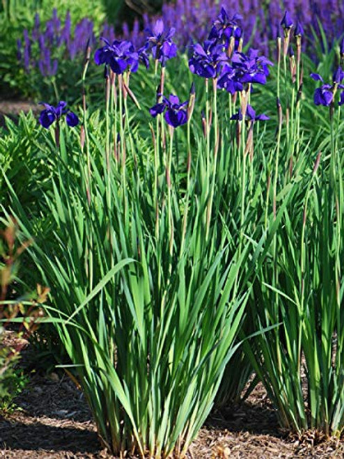 Perennial Farm Marketplace Iris s. 'Caesar's Brother' ((Siberian) Perennial, Size-#1 Container, Deep Blue-Violet Flowers Perennial Farm Marketplace Iris s. 'Caesar's Brother' ((Siberian) Perennial, Size-#1 Container, Deep Blue-Violet Flowers