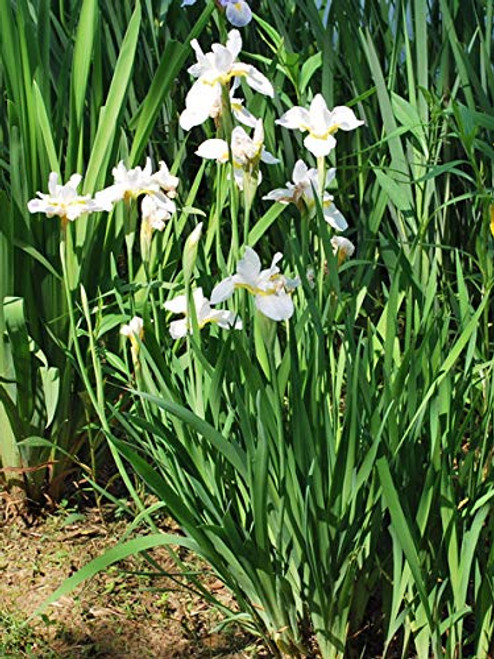 Perennial Farm Marketplace Iris s. 'Snow Queen' ((Siberian) Perennial, Size-#1 Container, Pure White Flowers Perennial Farm Marketplace Iris s. 'Snow Queen' ((Siberian) Perennial, Size-#1 Container, Pure White Flowers