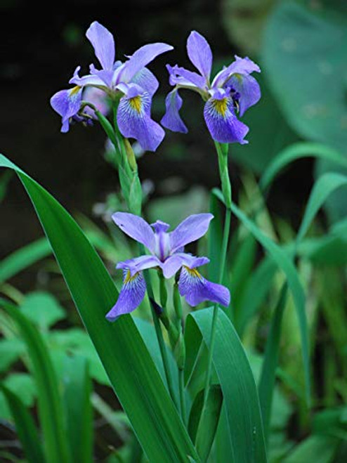 Perennial Farm Marketplace Iris versicolor ((Blue Flag) Perennial, Size-#1 Container, Bluish Purple Flowers Perennial Farm Marketplace Iris versicolor ((Blue Flag) Perennial, Size-#1 Container, Bluish Purple Flowers