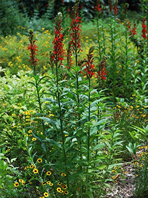 Perennial Farm Marketplace Lobelia cardinalis ((Red Cardinal Flower) Perennial, Size-#1 Container, Brilliant Reddish Perennial Farm Marketplace Lobelia cardinalis ((Red Cardinal Flower) Perennial, Size-#1 Container, Brilliant Reddish