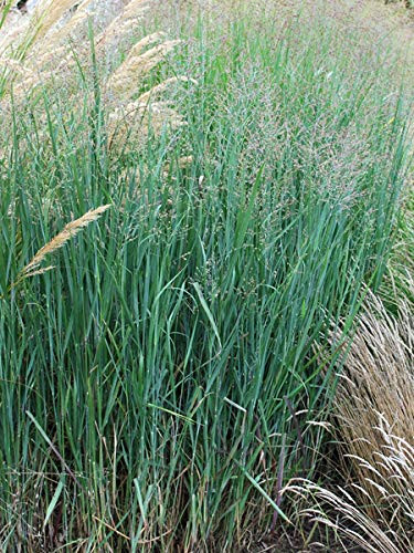 Perennial Farm Marketplace Panicum v. 'Heavy Metal' ((Blue Switchgrass) Ornamental Grass, Size-#1 Container, Bluish Foliage with Tan Colored Blooms