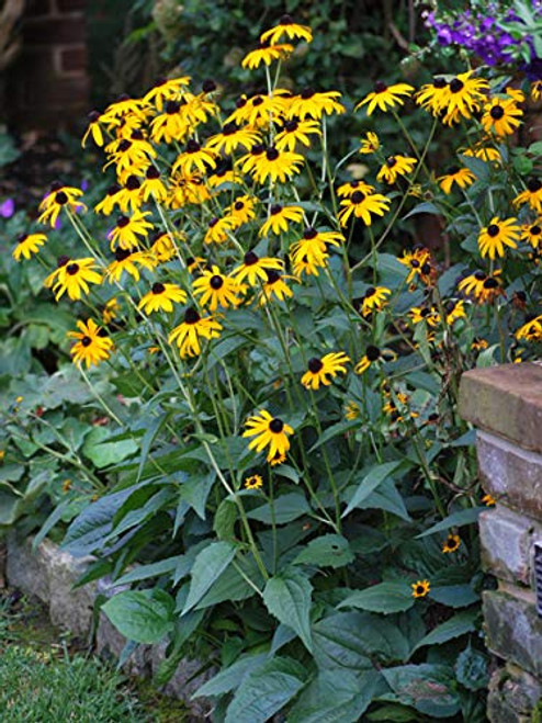 Perennial Farm Marketplace Rudbeckia f. 'Goldsturm' ((Black Eyed Susan) Perennial, Size-#1 Container', Golden Yellow Flowers