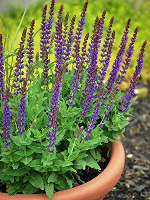 Perennial Farm Marketplace Salvia n. 'East Friesland' ((Sage) Perennial, Size-#1 Container', Violet-Purple Flowers