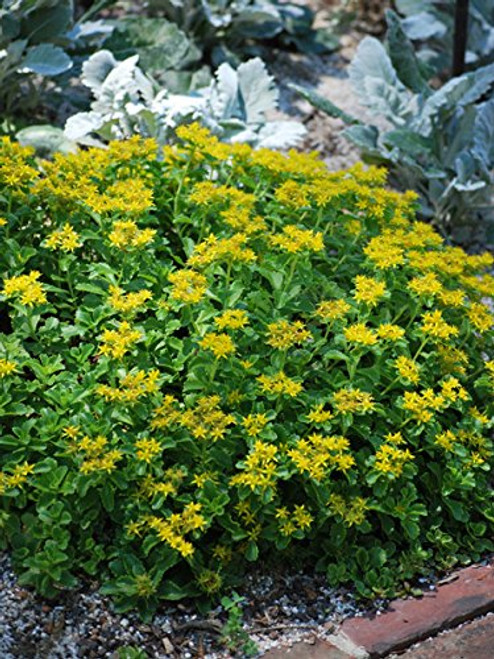 Perennial Farm Marketplace Sedum kamtschaticum ((Stonecrop) Groundcover, 1 Quart, Yellow Flowers