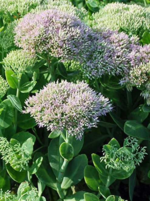 Perennial Farm Marketplace Sedum spectabile 'Brilliant' ((Stonecrop) Groundcover, Size-#1 Container, Lavender Pink Flowers Perennial Farm Marketplace Sedum spectabile 'Brilliant' ((Stonecrop) Groundcover, Size-#1 Container, Lavender Pink Flowers