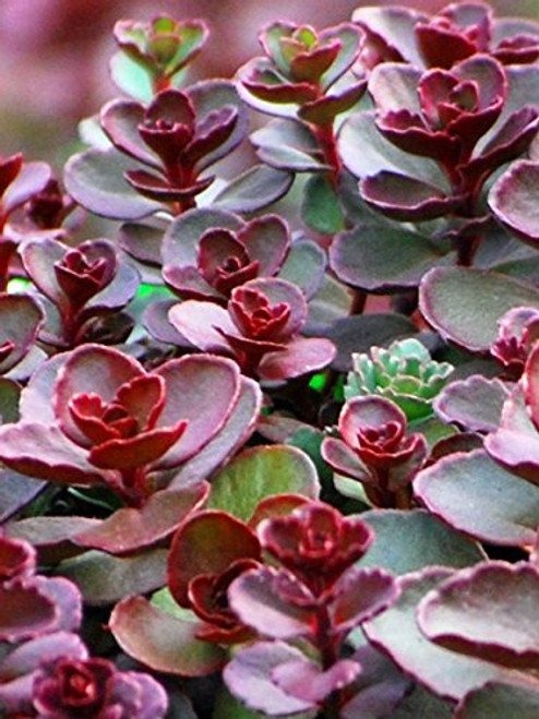 Perennial Farm Marketplace Sedum spurium 'Voodoo' ((Stonecrop) Groundcover, 1 Quart, Rosy Red Flowers