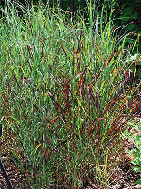 Perennial Farm Marketplace Panicum v. 'Rotstrahlbusch' ((Red Switchgrass) Ornamental Grass, Size-#1 Container, Green Leaves with Reddish-Tinged Panicles Perennial Farm Marketplace Panicum v. 'Rotstrahlbusch' ((Red Switchgrass) Ornamental Grass, Size-#1 Container, Green Leaves with Reddish-Tinged Panicles