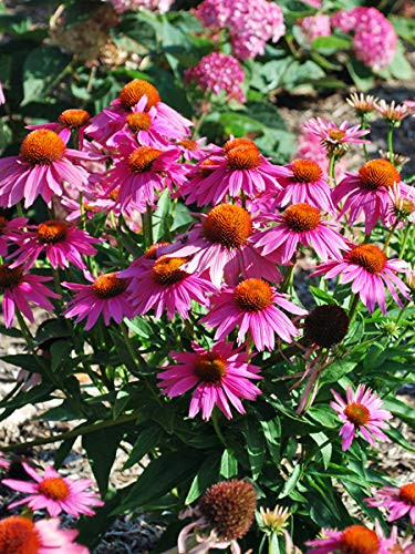 Perennial Farm Marketplace Echinacea p. 'Kim's Knee High' ((Dwarf Purple Coneflower) Perennial, Size-#1 Container PowWow White', Rosy-Pink Flowers