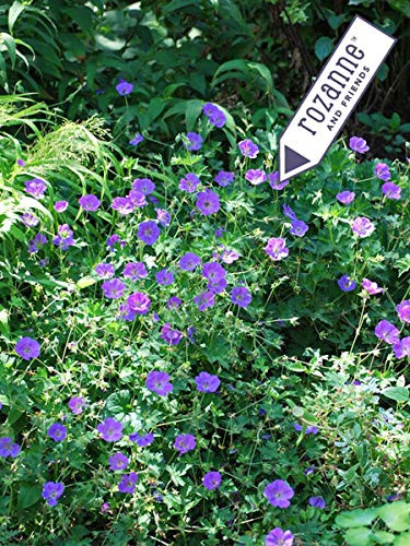 Perennial Farm Marketplace Geranium x 'Rozanne' ((Cranes Bill) Groundcover, Size-#1 Container', Violet Blue Flowers