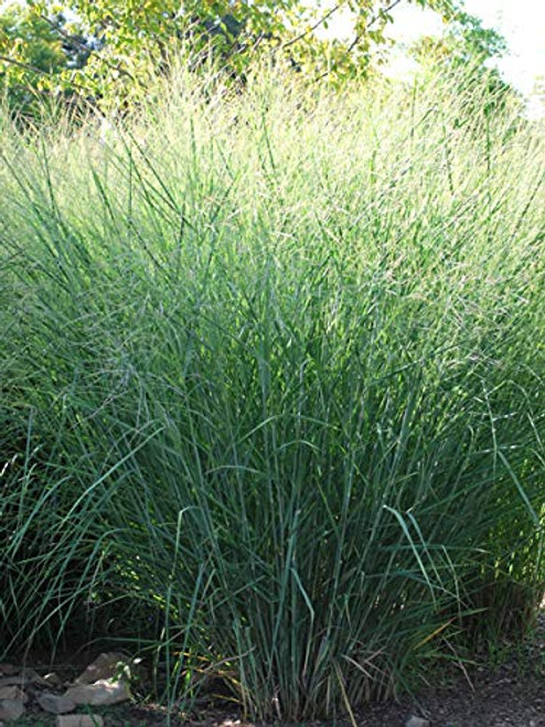 Perennial Farm Marketplace Panicum v. 'Cloud Nine' ((Blue Switchgrass) Ornamental Grass, Size-#1 Container, Green Foliage with Airy Blooms Perennial Farm Marketplace Panicum v. 'Cloud Nine' ((Blue Switchgrass) Ornamental Grass, Size-#1 Container, Green Foliage with Airy Blooms
