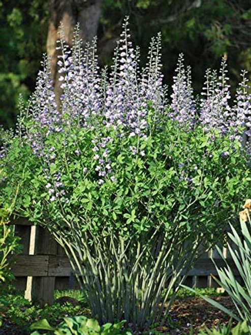 Perennial Farm Marketplace Baptisia x 'Purple Smoke' ((False Indigo) Perennial, Size-#1 Container, Dusty Violet Flowers Perennial Farm Marketplace Baptisia x 'Purple Smoke' ((False Indigo) Perennial, Size-#1 Container, Dusty Violet Flowers