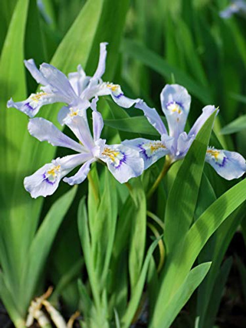 Perennial Farm Marketplace Iris c. 'Powder Blue Giant' ((Dwarf Crested) Perennial, 1 Quart, Light Bluish Color Flowers Perennial Farm Marketplace Iris c. 'Powder Blue Giant' ((Dwarf Crested) Perennial, 1 Quart, Light Bluish Color Flowers