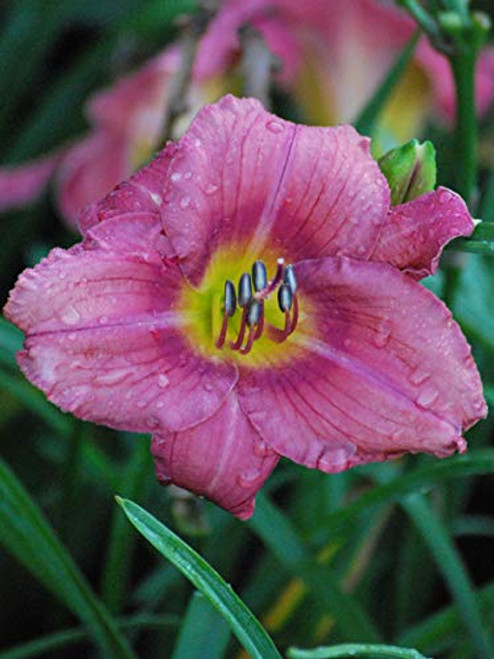 Perennial Farm Marketplace Hemerocallis 'Rosy Returns' ((Daylily) Perennial, Size-#1 Container, Dark Eyed with Lighter Rose Flowers