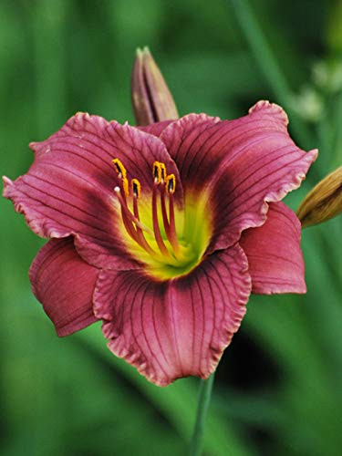Perennial Farm Marketplace Hemerocallis 'Purple de Oro' ((Daylily) Perennial, Size-#1 Container, Yellow Eyed Rose Flowers