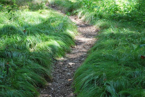 Perennial Farm Marketplace Carex pensylvanica ((Pennsylvania Sedge) Ornamental Grass, 1 Quart, Bright Green Foliage