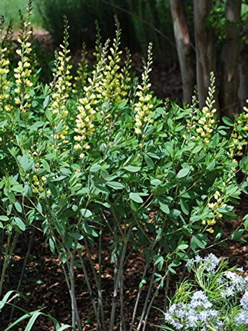 Perennial Farm Marketplace Baptisia x 'Carolina Moonlight' ((Wild Indigo) Perennial, Size-#1 Container, Soft Yellow Flowers Perennial Farm Marketplace Baptisia x 'Carolina Moonlight' ((Wild Indigo) Perennial, Size-#1 Container, Soft Yellow Flowers