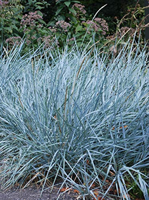 Perennial Farm Marketplace Elymus a. 'Blue Dune' Ornamental Grass, Size-#1 Container, Bluish Green Foliage