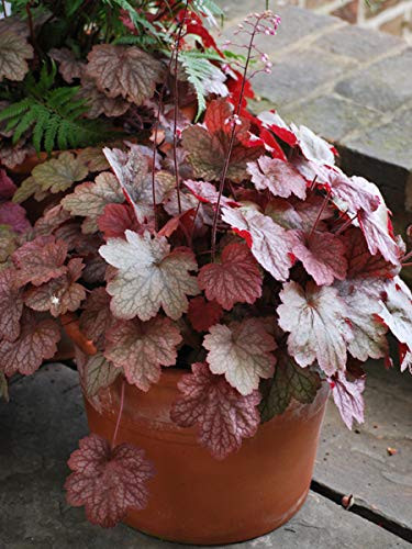 Perennial Farm Marketplace Heuchera v. 'Georgia Peach' ((Coral Bells) Perennial, Size-#1 Container, Peachy Apricot Foliage