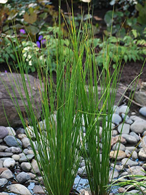 Perennial Farm Marketplace Juncus effusus ((Common Soft Rush) Ornamental Grass, Size-#1 Container, Rich Green Foliage