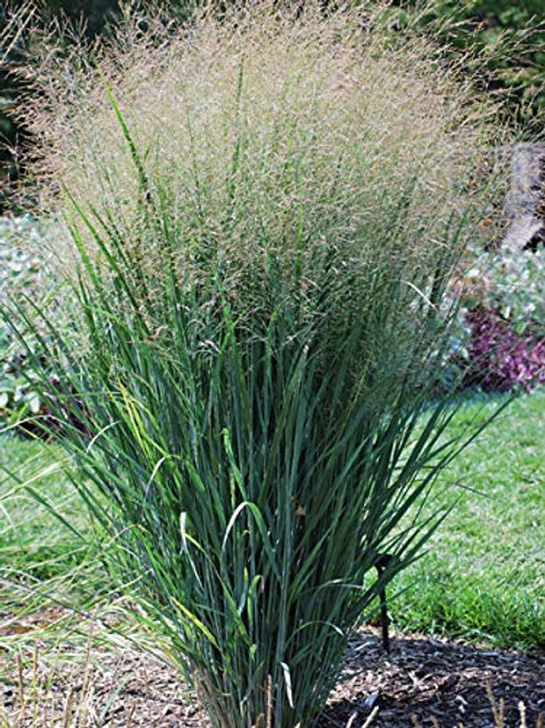 Perennial Farm Marketplace Panicum v. 'North Wind' ((Blue Switchgrass) Ornamental Grass, Size-#1 Container, Dark Green Foliage with White Feathery Panicles Perennial Farm Marketplace Panicum v. 'North Wind' ((Blue Switchgrass) Ornamental Grass, Size-#1 Container, Dark Green Foliage with White Feathery Panicles