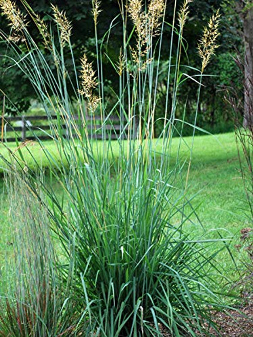Perennial Farm Marketplace Sorghastrum nutans ((Indian) Ornamental Grass, Size-#1 Container, Bluish Green Foliage