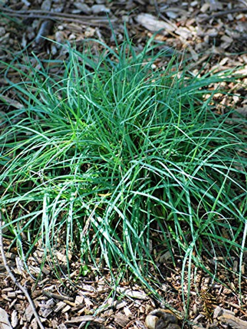Perennial Farm Marketplace Carex glauca 'Blue Zinger' ((Sedge) Ornamental Grass, Size-#1 Container, Cobalt Colored Foliage