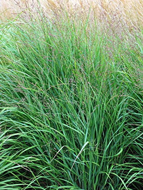 Perennial Farm Marketplace Panicum virgatum ((Switchgrass) Ornamental Grass, Size-#1 Container, Bluish-Green Foliage