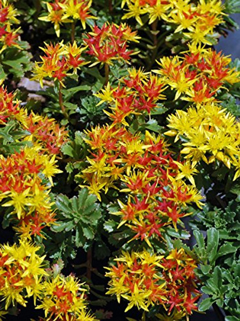 Perennial Farm Marketplace Sedum f. 'Weihenstephaner Gold' ((Stonecrop) Perennial, Size-#1 Container', Golden-Yellow Flowers Perennial Farm Marketplace Sedum f. 'Weihenstephaner Gold' ((Stonecrop) Perennial, Size-#1 Container', Golden-Yellow Flowers