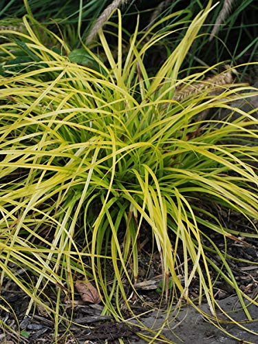 Perennial Farm Marketplace Carex o. EverColor Everillo ((Sedge) Ornamental Grass, Size-#1 Container, Bright Yellow Foliage