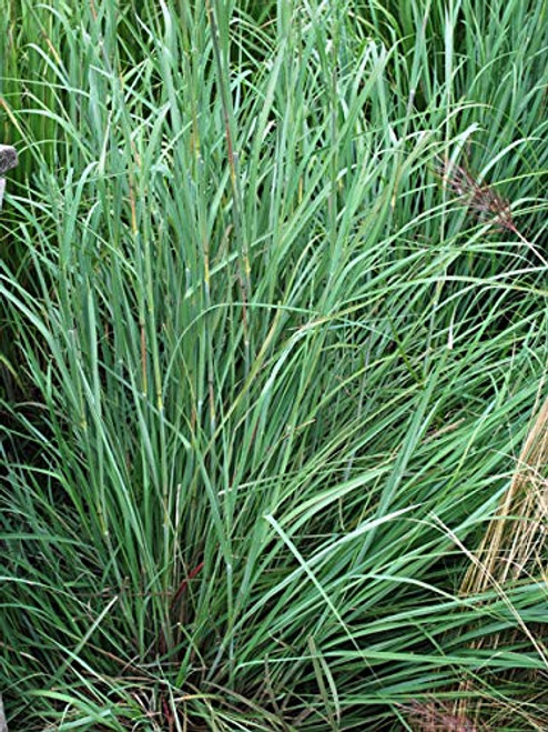 Perennial Farm Marketplace Andropogon gerardii ((Big Bluestem) Ornamental Grass, Size-#1 Container, Green Foliage