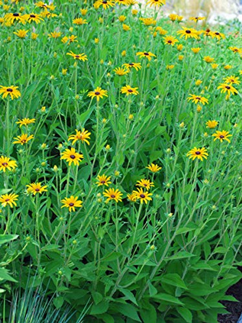 Perennial Farm Marketplace Rudbeckia fulgida v. deamii ((Black Eyed Susan) Perennial, Size-#1 Container, Vibrant Yellow Flowers