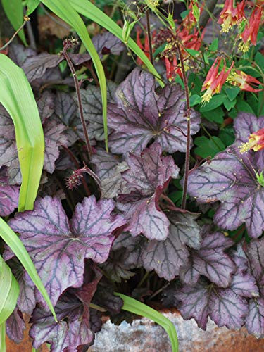 Perennial Farm Marketplace Heuchera x Forever Purple ((Coral Bells) Perennial, Size-#1 Container, Deep Purplish Foliage
