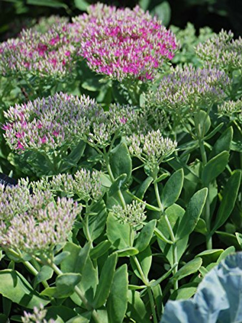 Perennial Farm Marketplace Sedum spec. 'Neon' ((Stonecrop) Groundcover, Size-#1 Container, Rosy Pink Flowers