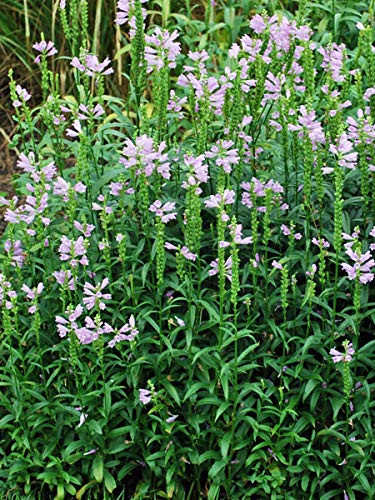 Perennial Farm Marketplace Physostegia virginiana 'Pink Manners' ((Obedient Plant) Perennial, Size-#1 Container, Pale Lavender Flowers