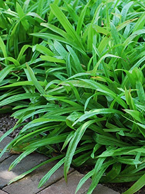 Perennial Farm Marketplace Carex plantaginea ((Seersucker Sedge) Ornamental Grass, Size-#1 Container, Bright Green Foliage