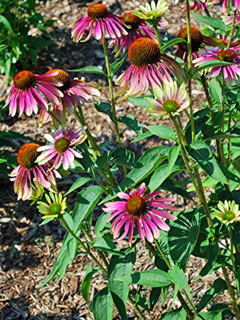 Perennial Farm Marketplace Echinacea p. 'Green Twister' ((Coneflower) Perennial, Size-#1 Container, Rose-Pink Flowers