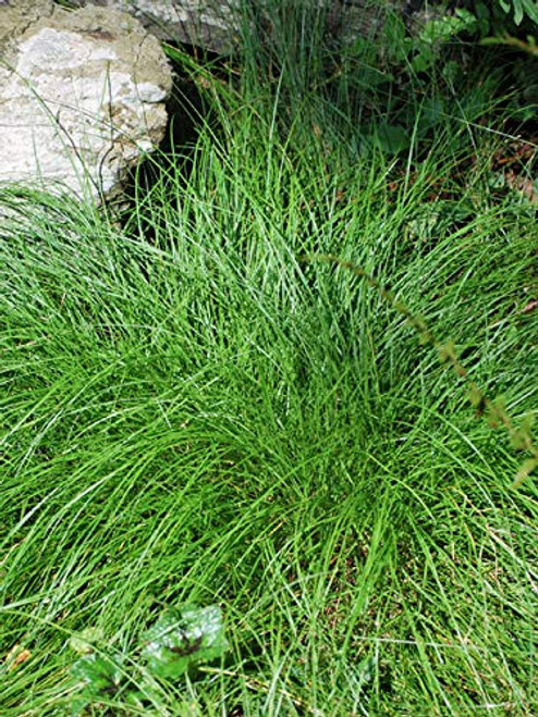 Perennial Farm Marketplace Carex appalachica ((Appalachian Sedge) Ornamental Grass, 1 Quart, Green Foliage