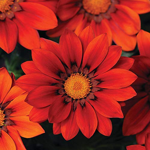 Outsidepride Gazania Red Shades - 100 Seeds