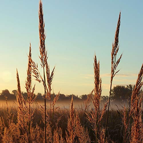 Outsidepride Andropogon gerardii Big Bluestem Native Prairie Grass Seed - 1 LB