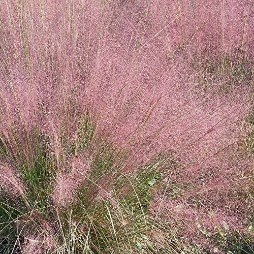 Outsidepride Pink Muhly Ornamental Grass Plant Seeds - 100 seeds