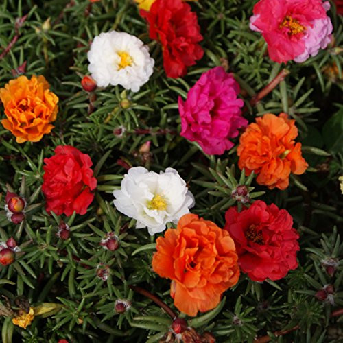 Outsidepride Moss Rose Flower Seed Mix - 10000 Seeds Outsidepride Moss Rose Flower Seed Mix - 10000 Seeds