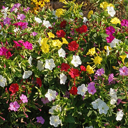 Outsidepride Mirabilis Jalapa Four O'Clock Seed Mix - 1 LB