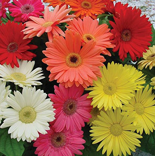 Outsidepride Gerbera Daisy Flower Seed Mix - 200 Seeds Outsidepride Gerbera Daisy Flower Seed Mix - 200 Seeds